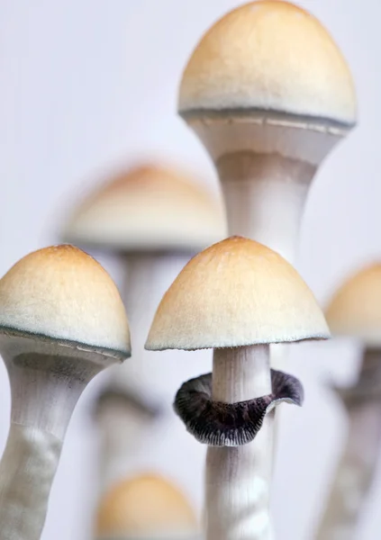 stock image Close-up of mushrooms