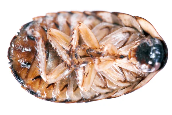 Hamamböceği beyaz arkaplanda izole edildi — Stok fotoğraf