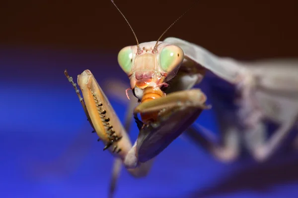 Mantis psicodélica comiendo en azul —  Fotos de Stock
