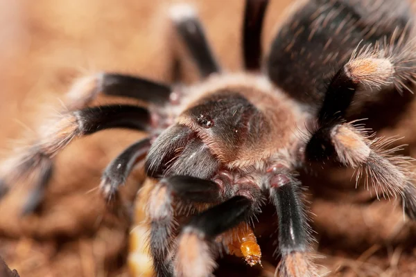 stock image Spider close-up