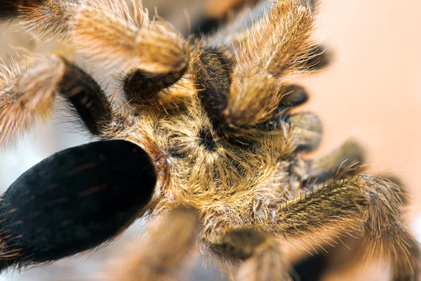 Крупный план паука — стоковое фото