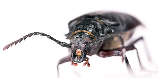 甲壳虫 — 图库照片