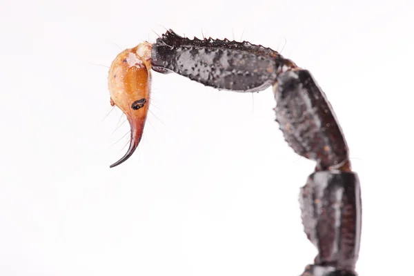 전갈 꼬리 — 스톡 사진