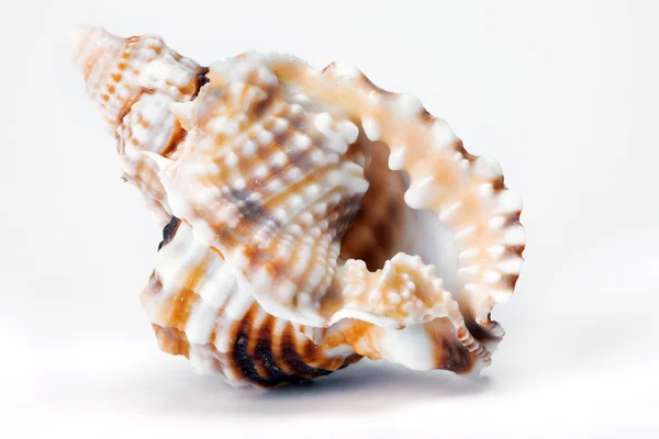 Macros Shell —  Fotos de Stock