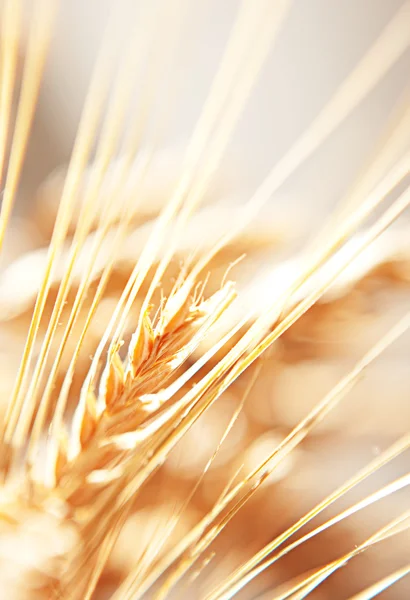 背景を金色の小麦はすぐ近くにあります。. — ストック写真