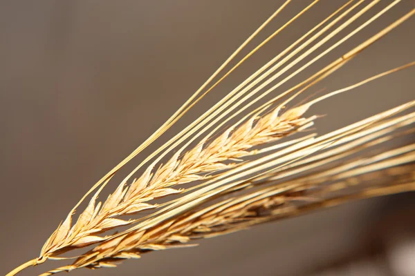 Golden wheat close up background. — Stock Photo, Image