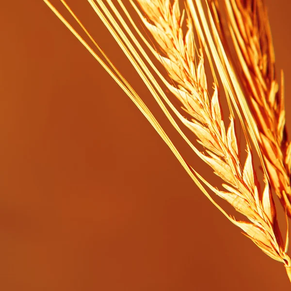Golden wheat close up background. — Stock Photo, Image