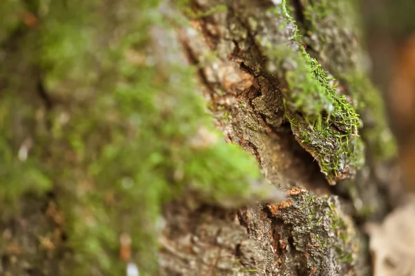 Moss on a tree — Stock Photo, Image