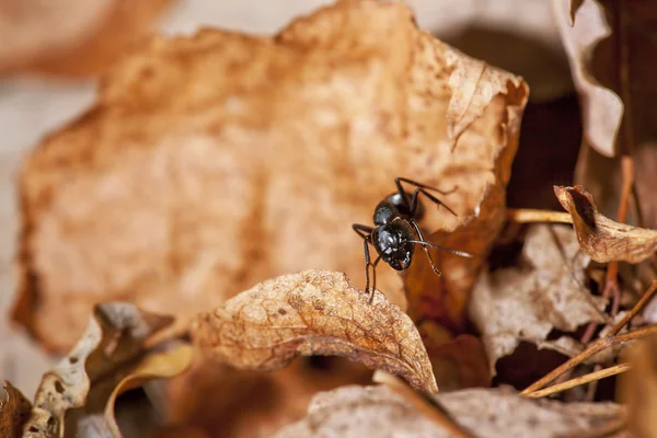 stock image Ant running