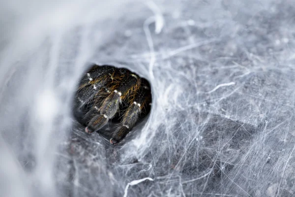 Hole in sreepy spider web — Stock Photo, Image