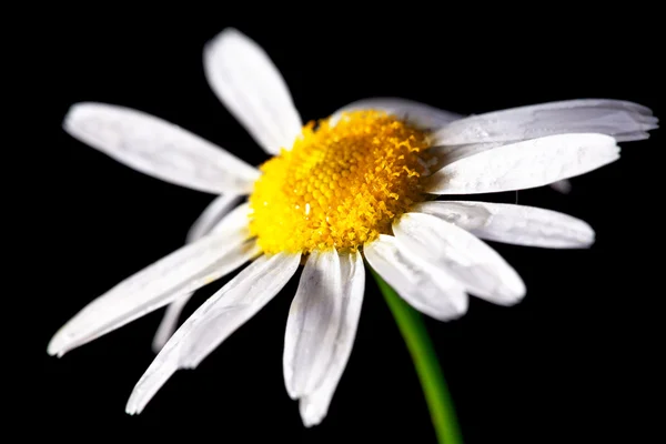 stock image Camomile