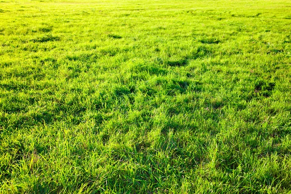 Świeża wiosenna zielona trawa. — Zdjęcie stockowe
