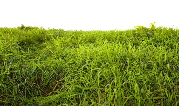 Yeşil çim kapatmak arka plan — Stok fotoğraf