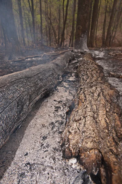 Burnt forest scene. — Stock Photo, Image
