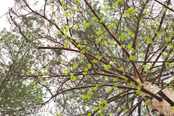 ツリーの葉の春の景色Καμένο δάσος σκηνή. — ストック写真