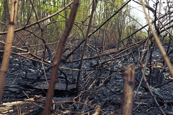 Burnt forest scene. — Stock Photo, Image
