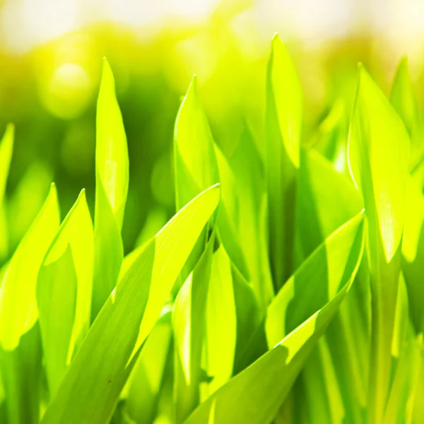 Green grass — Stock Photo, Image