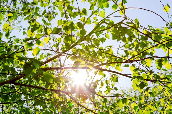 Rayons solaires à travers les feuilles — Photo