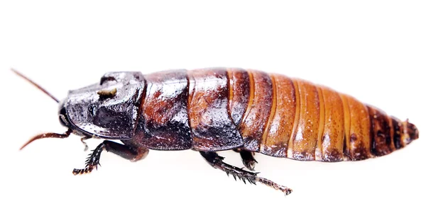 Cockroach — Stock Photo, Image