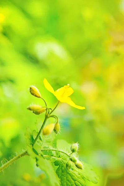 Plant close-up — Stockfoto