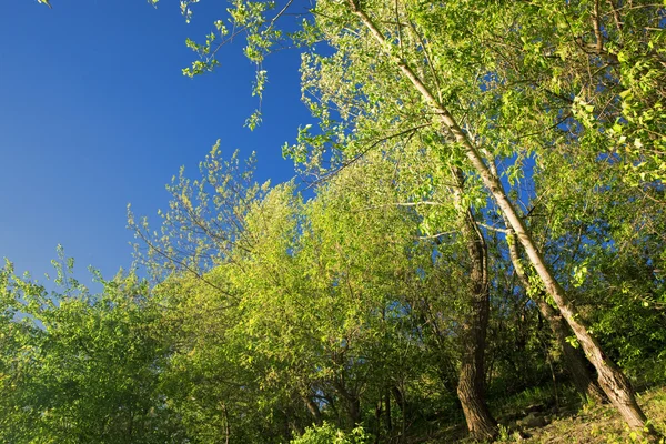 木と空の夏の風景 — ストック写真
