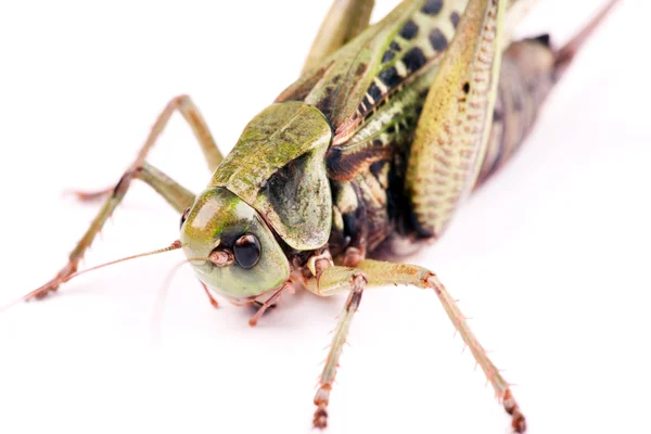 Izole böceği — Stok fotoğraf