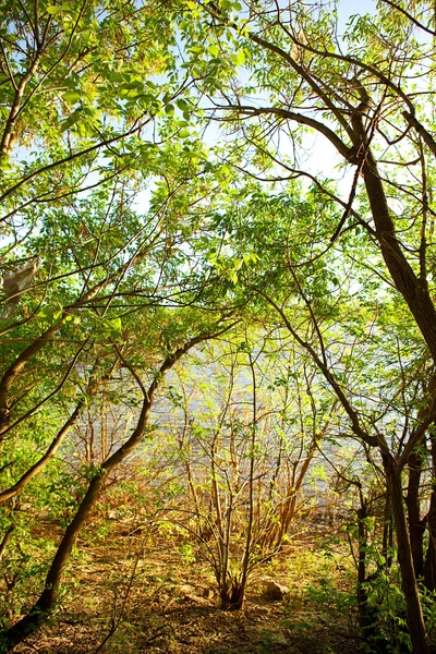 Árboles de primavera en el bosque. — Foto de Stock