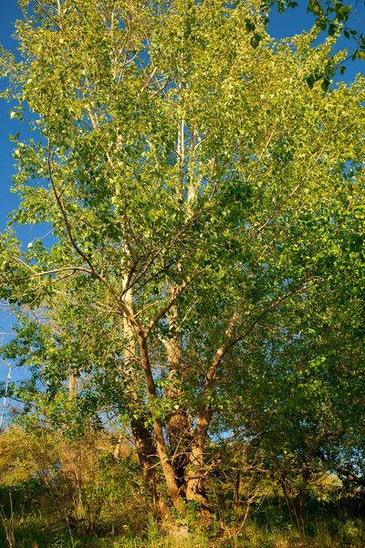 Árvores de primavera na floresta. — Fotografia de Stock