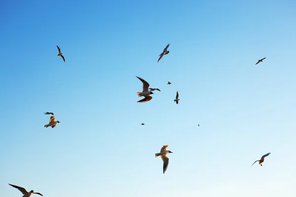Vliegende meeuwen in de lucht — Stockfoto