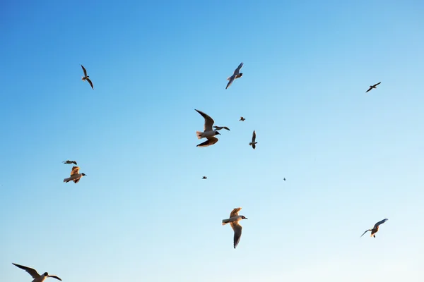 stock image Flying seagulls in the sky