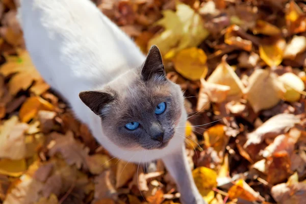 Gato de outono — Fotografia de Stock