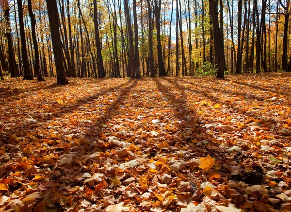 Herbstwaldszene — Stockfoto