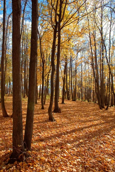 Jesień las sceny — Zdjęcie stockowe