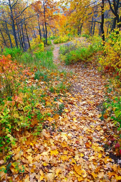 Herbstlicher Waldweg — Stockfoto