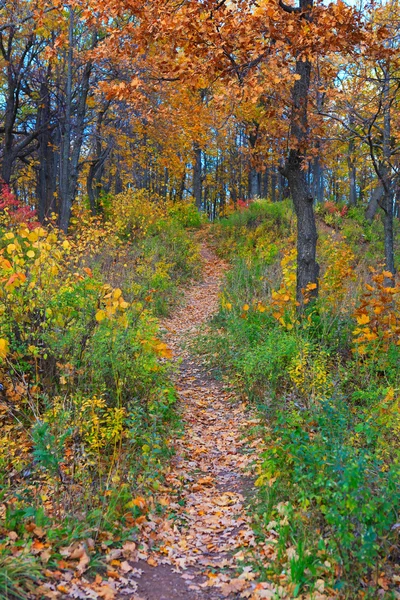 Herbstlicher Waldweg — Stockfoto