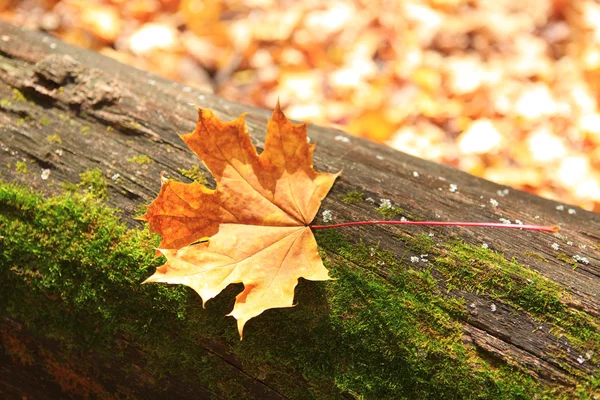 秋の森のシーン — ストック写真