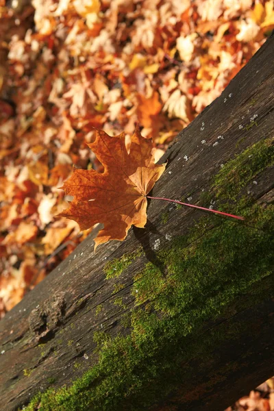 Scène forestière d'automne — Photo