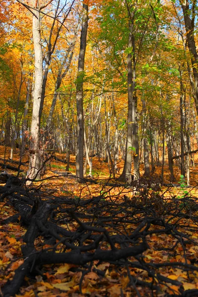 秋の森のシーン — ストック写真