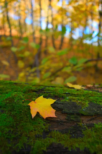 Őszi erdei jelenet — Stock Fotó
