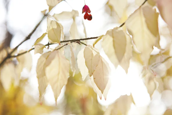 Autumn leaves, shallow focus, high key — Stock Photo, Image