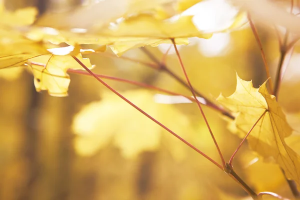 Autumn glare — Stock Photo, Image