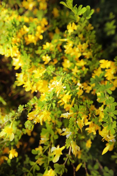 Stock image Spring flowers close up background