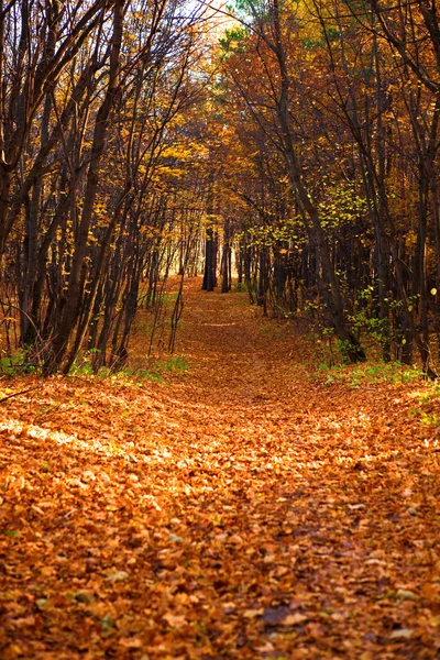 MN erdei jelenet, út az erdőben — Stock Fotó