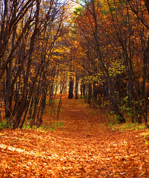 MN sceny leśne, droga w lesie — Zdjęcie stockowe