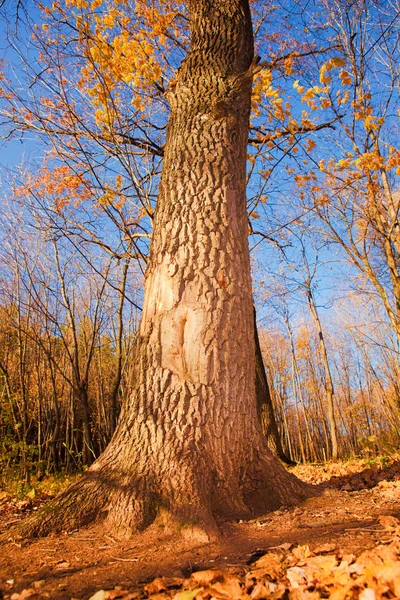 Jesień las sceny, drzewo — Zdjęcie stockowe