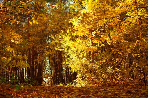 Herbstliches Waldbild, gelbe Blätter leuchten — Stockfoto