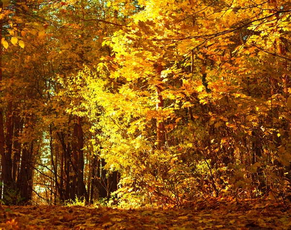 Outono cena da floresta, folhas amarelas brilhando — Fotografia de Stock