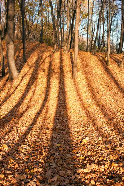 Coloridas hojas otoñales y sombras de árboles en el bosque — Foto de Stock