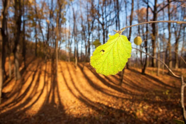 一片の葉、秋の森 — ストック写真