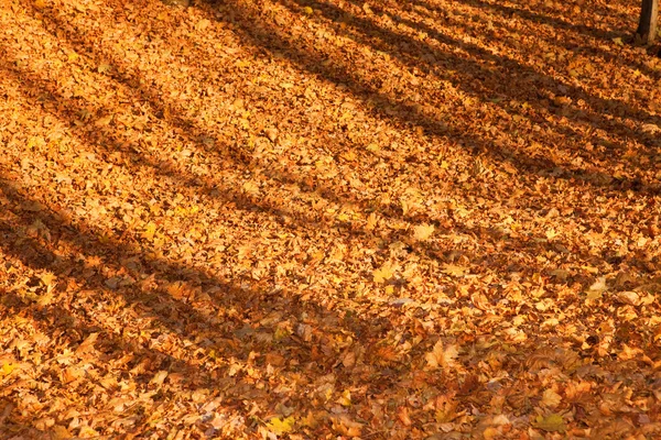 Automne forêt scène, feuilles — Photo